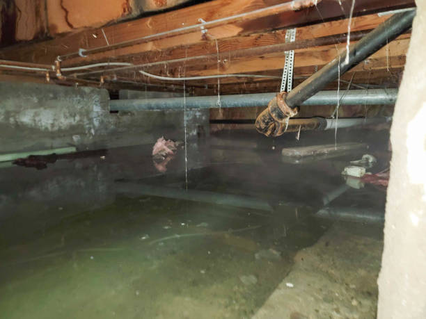 Best Basement water damage restoration  in Waterloo, IN